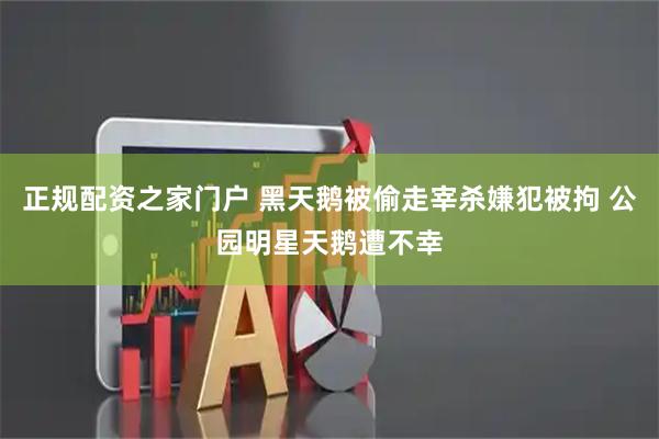正规配资之家门户 黑天鹅被偷走宰杀嫌犯被拘 公园明星天鹅遭不幸